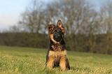 BERGER ALLEMAND 196